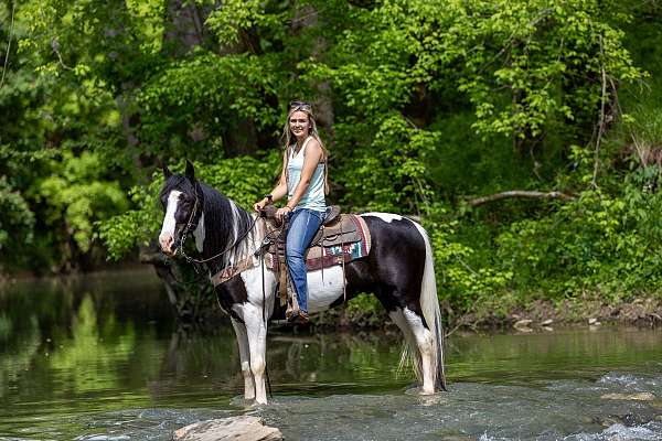 hollywood-spotted-saddle-horse