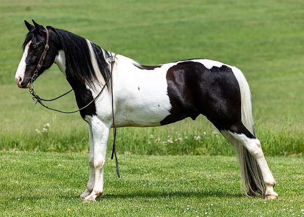 quality-spotted-saddle-horse