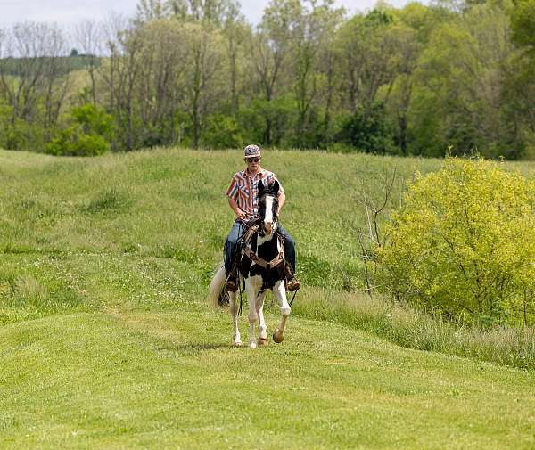 available-spotted-saddle-horse