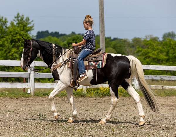 beginner-spotted-saddle-horse