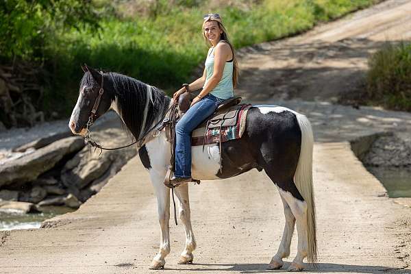 beginner-safe-kid-pony-spotted-saddle-horse