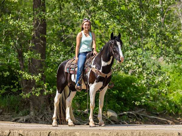 children-spotted-saddle-horse