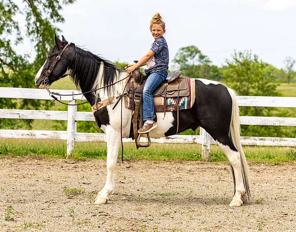 beginner-safe-spotted-saddle-horse