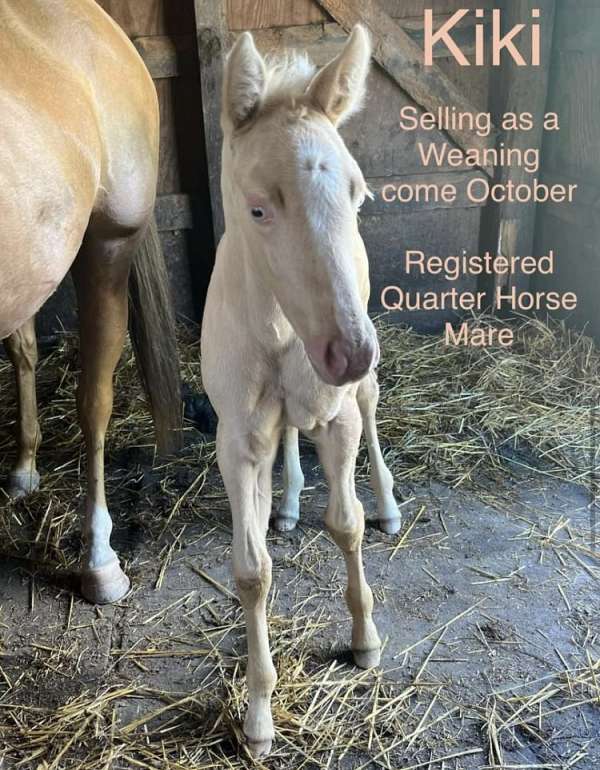 palomino-quarter-horse-filly