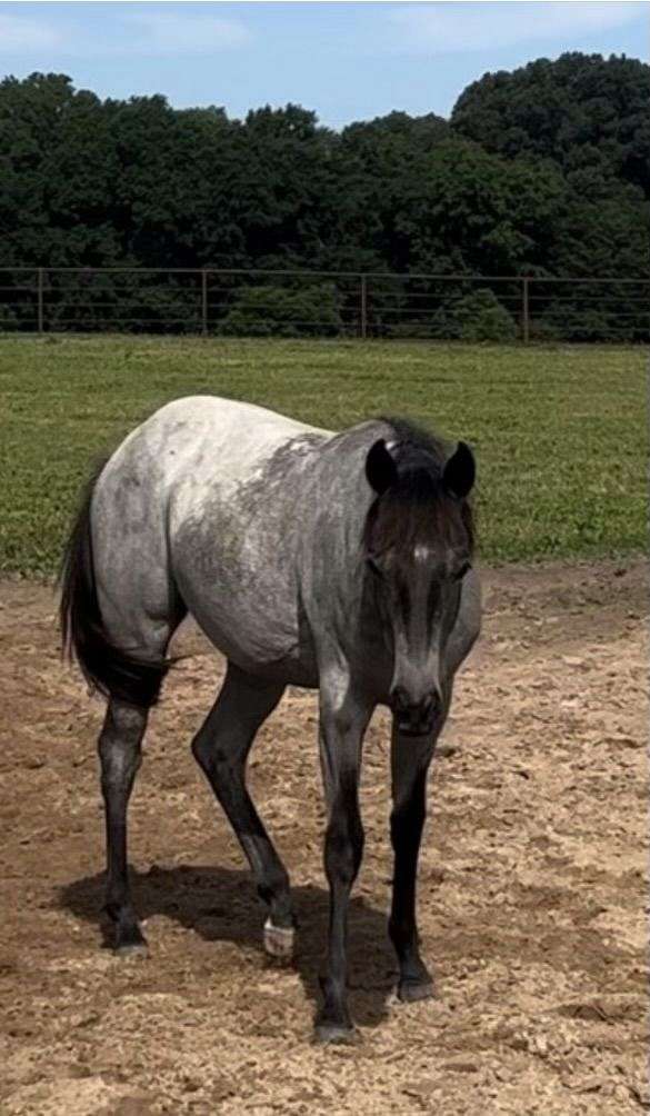 blue-roan-aqha-filly