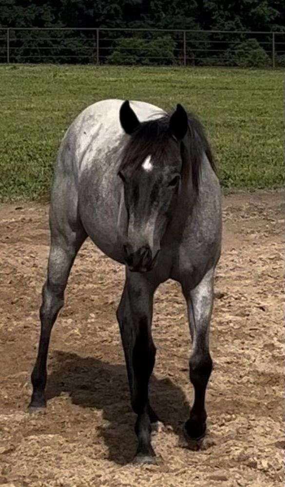 blue-roan-aqha-horse