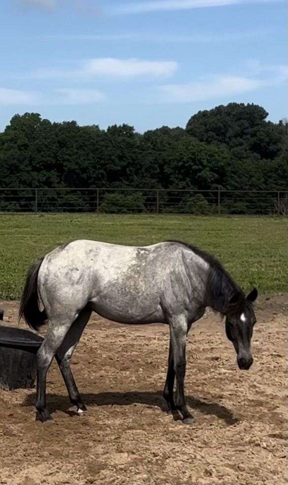 blue-roan-quarter-horse-filly