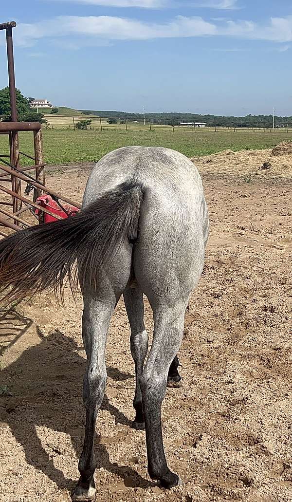 blue-roan-filly-for-sale