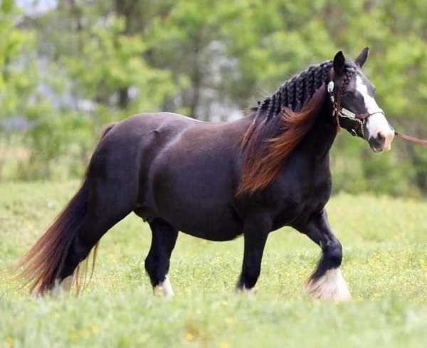 black-blue-eyed-horse