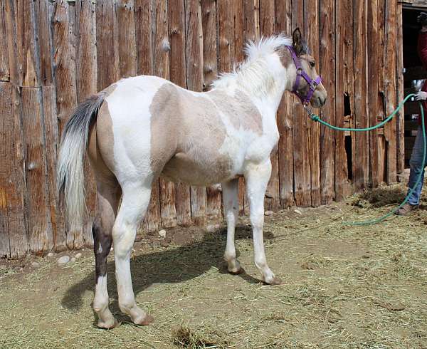 buckskin-tobiano-apha-colt