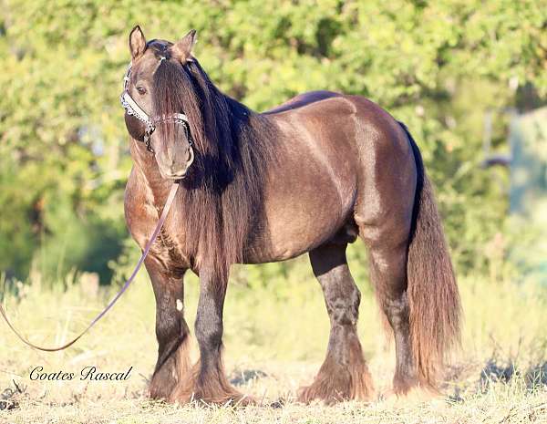 black-homozygous-horse