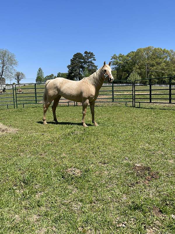 barrel-quarter-horse