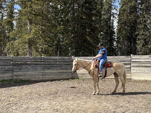 cremello-palomino-gelding-stallion