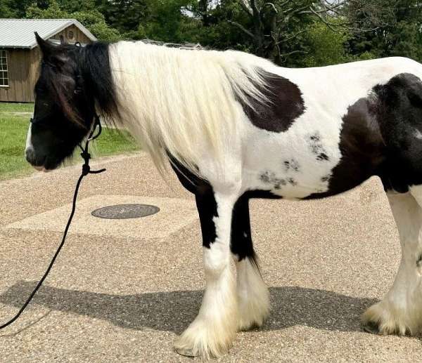 piebald-gypsy-vanner-gelding-stallion