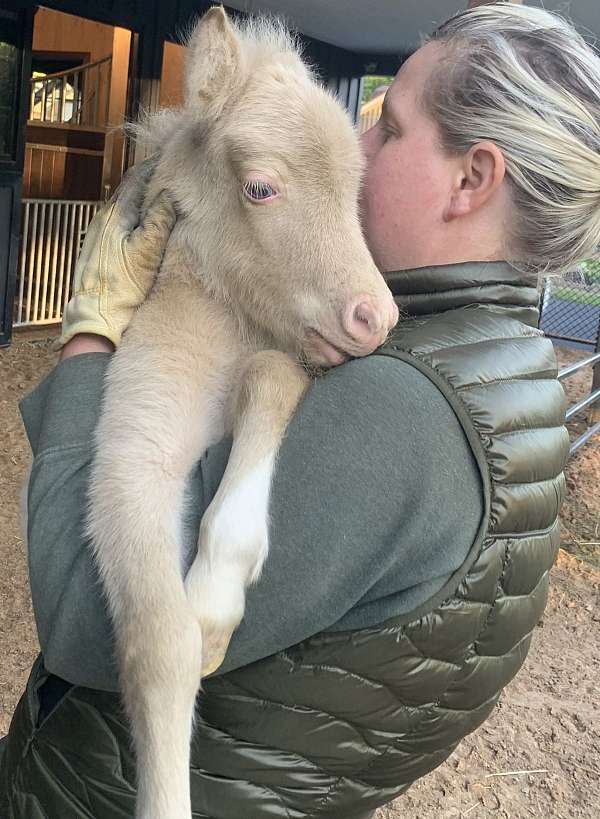 all-around-blue-eyed-miniature-pony