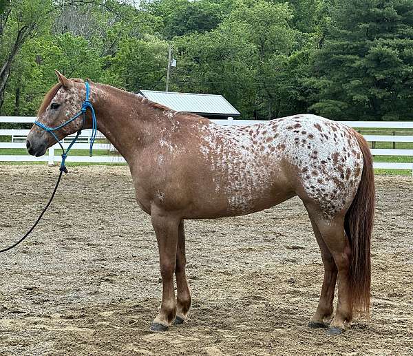 barefoot-poa-pony