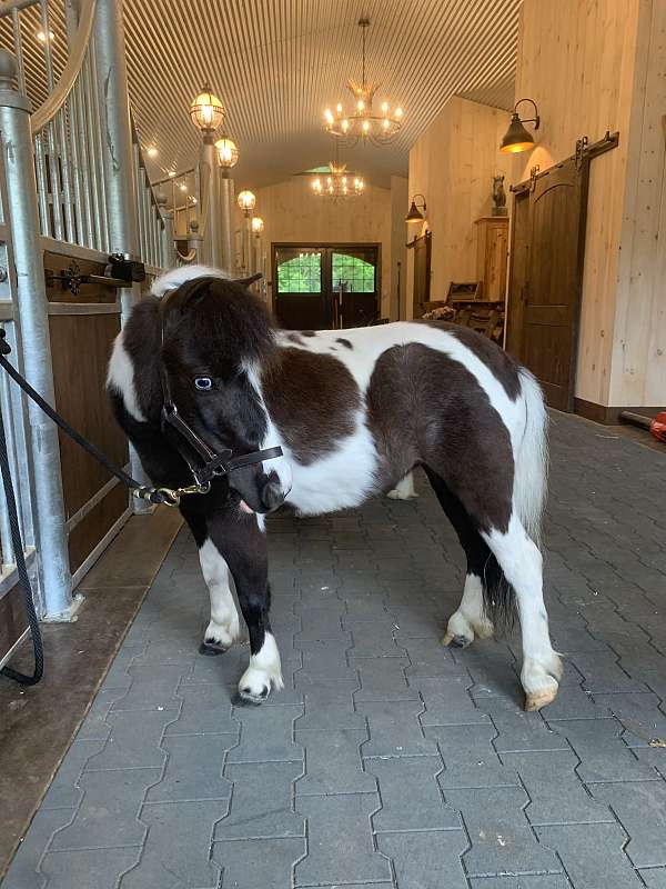 pinto-all-around-blue-eyed-pony