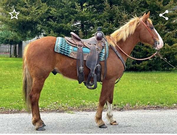 cross-experienced-haflinger-horse