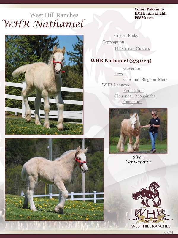 gypsy-horses-for-sale-palomino