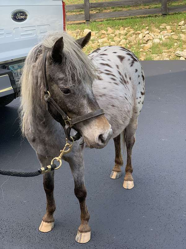 appy-miniature-pony