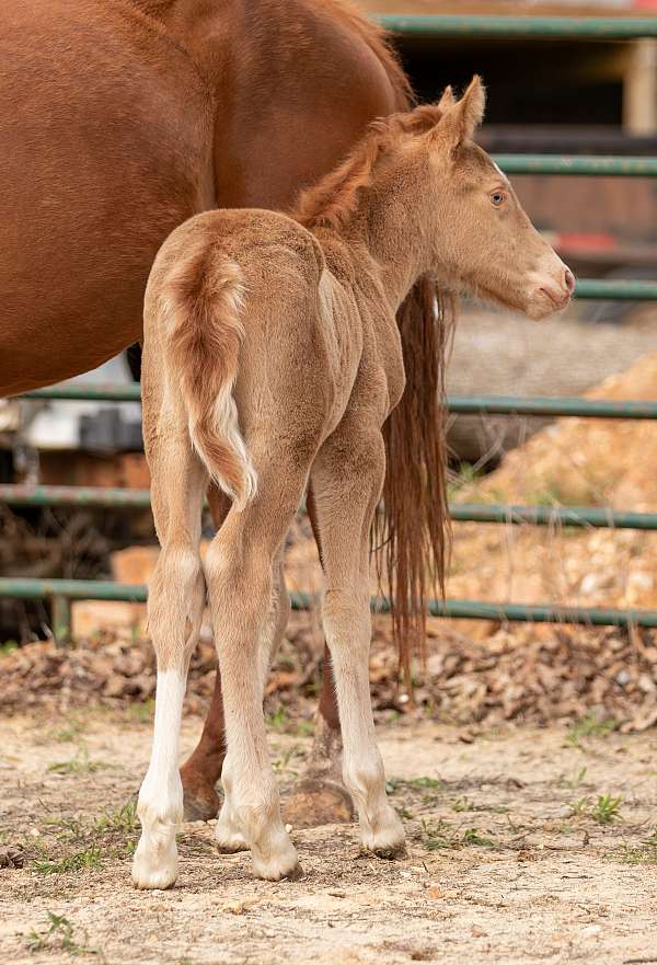 draft-horse-cross