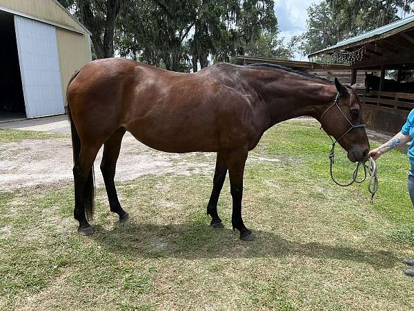 bay-thoroughbred-mare