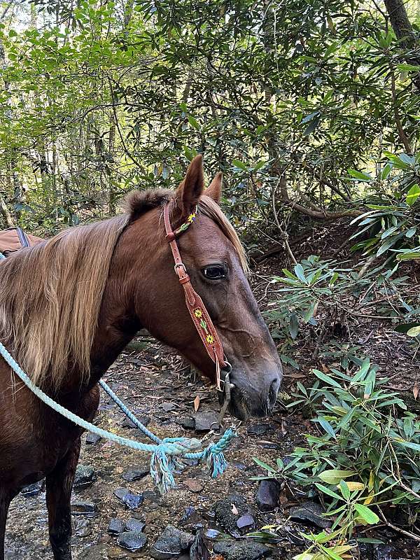 all-around-rocky-mountain-horse