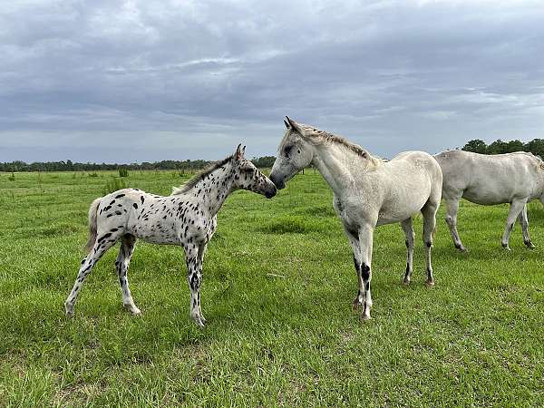 appaloosa-colt