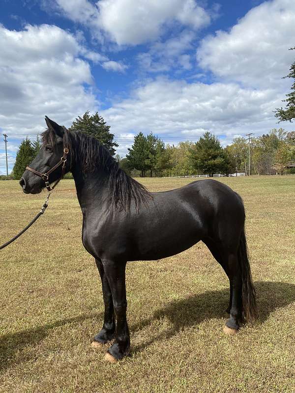 baroque-friesian-horse