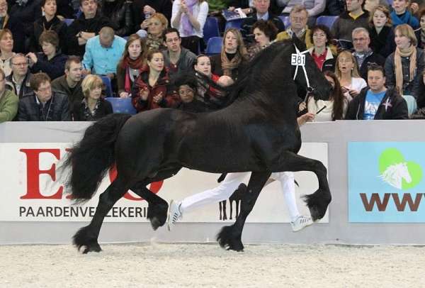 couple-friesian-horse