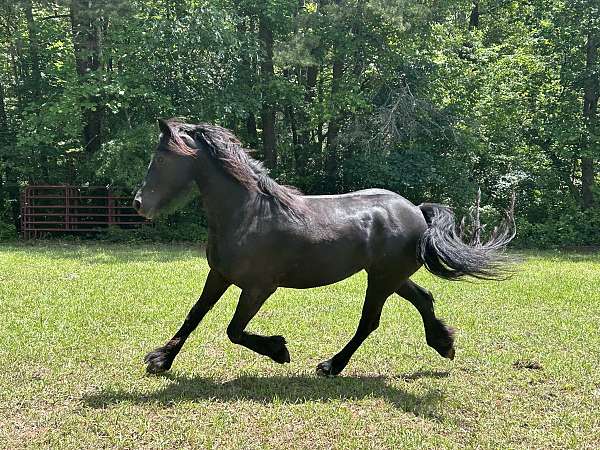 all-around-friesian-horse