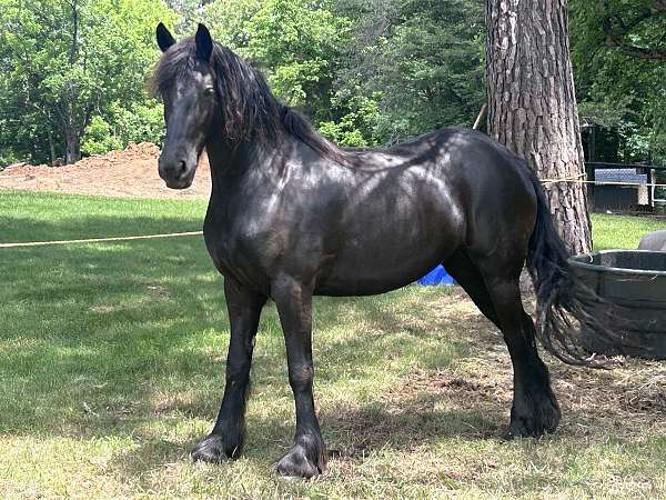 attention-friesian-horse