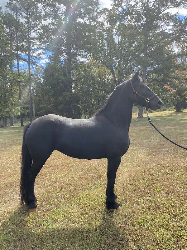 broodmare-friesian-horse