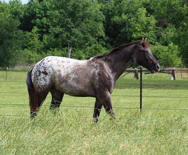 grulla-leopard-horse