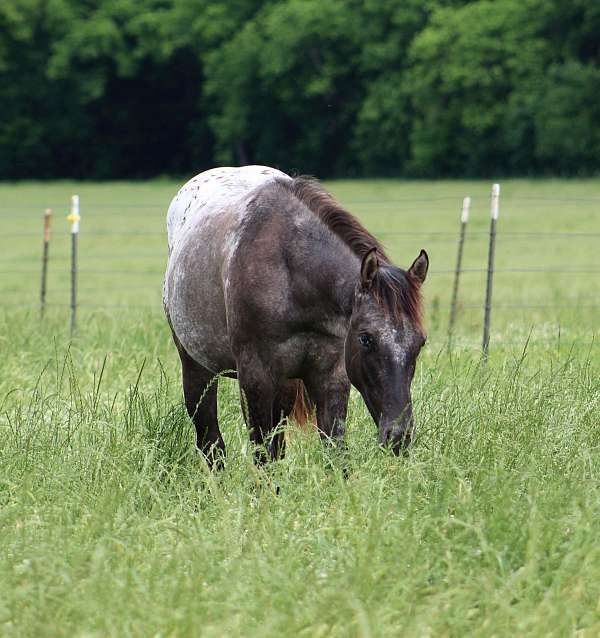 athletic-appaloosa-horse