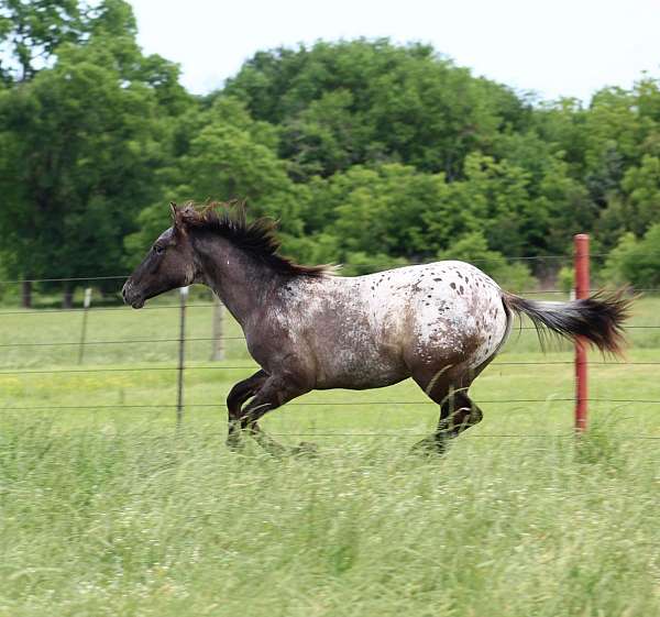 cowboy-mounted-shooting-appaloosa-horse