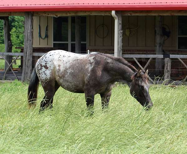 flashy-appaloosa-horse