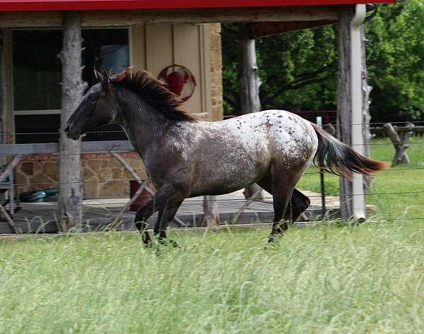 mounted-patrol-appaloosa-horse