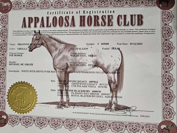 performance-appaloosa-horse