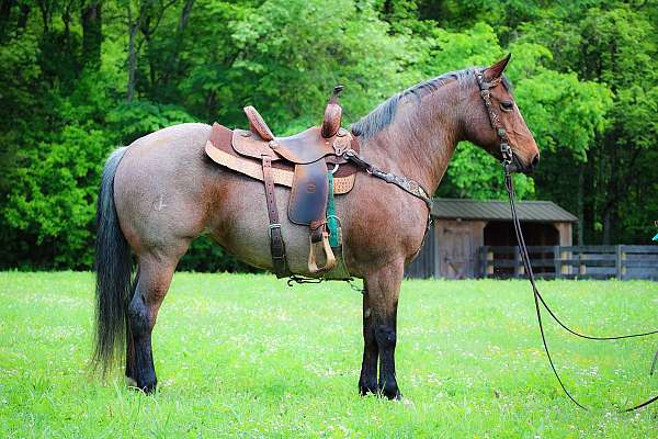 all-around-quarter-horse