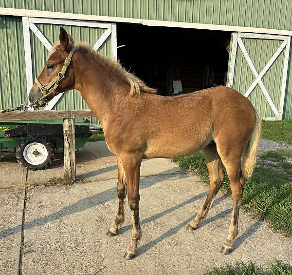 rocky-mountain-foal