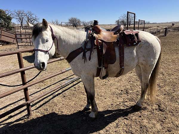 all-around-quarter-horse