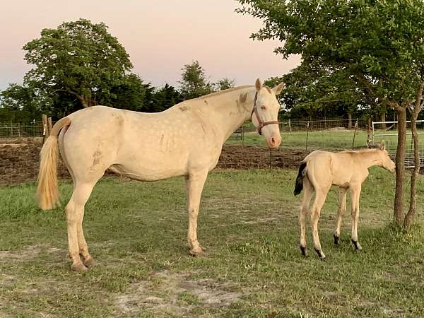 isabelo-andalusian-palomino-stallion