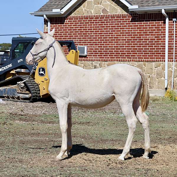 isabelo-andalusian-palomino-filly