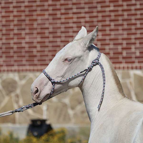 grand-daughter-andalusian-horse