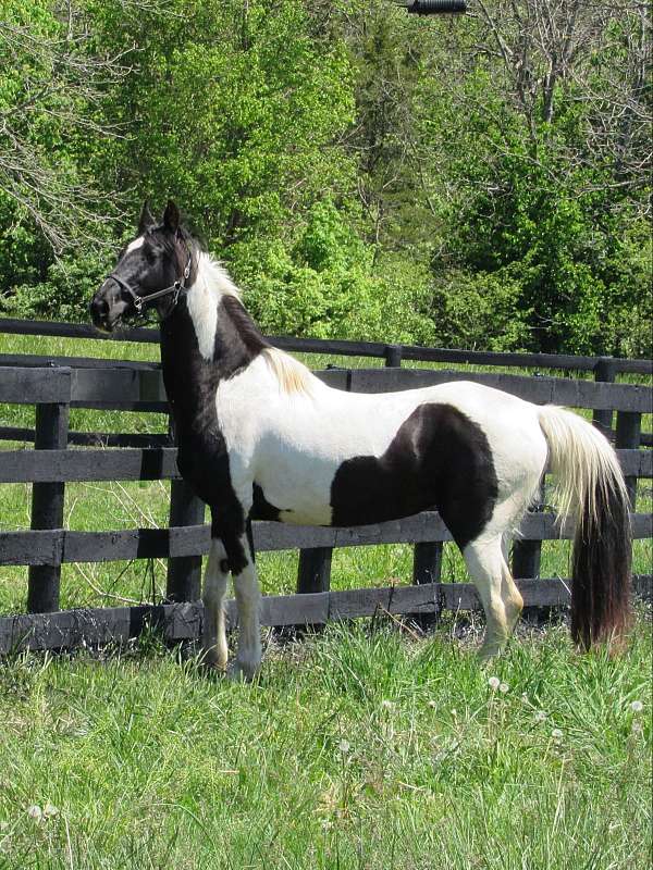 15-hand-saddlebred-broodmare