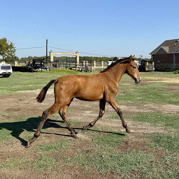 bay-palomino-andalusian-stallion