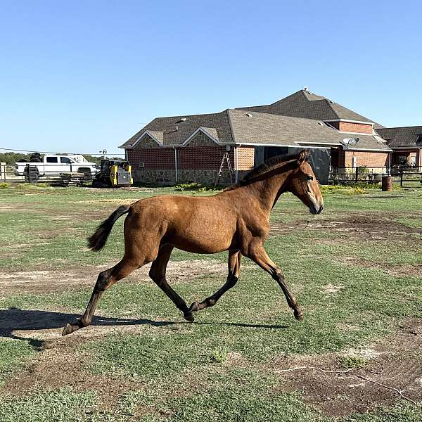 bay-palomino-breeding-horse