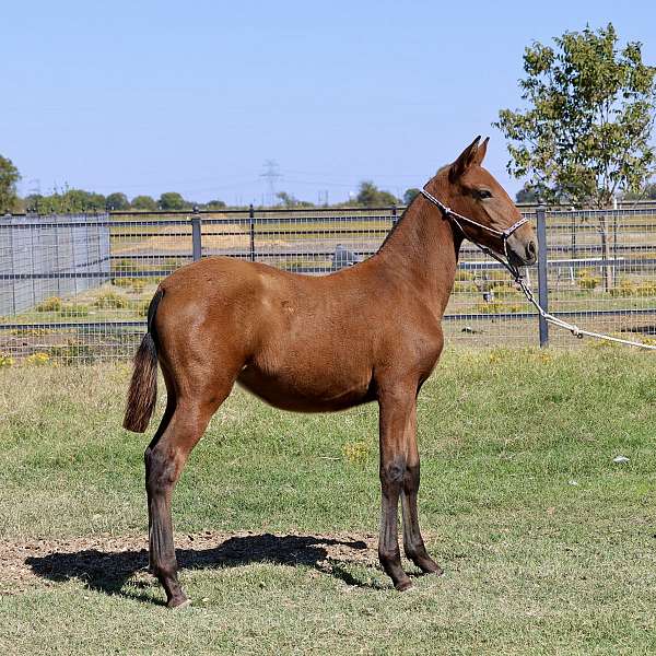 bred-mare-andalusian-horse