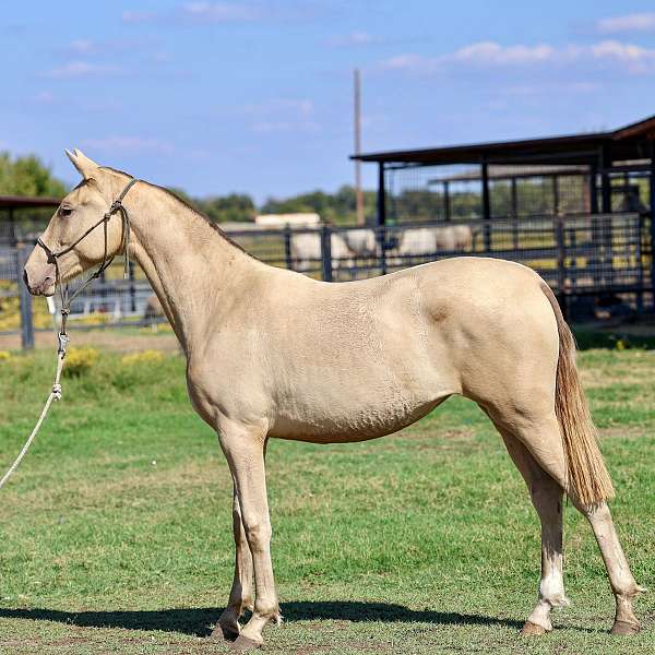 isabelo-breeding-stallion-horse